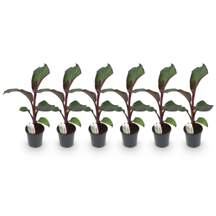 Red Banana Plant - Ensete ventricosum Maurelli - ↕40cm - Ø17cm - 6x
