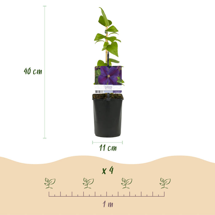Clematis Star of India - Bosrank - Bloem Roze - ↕40cm - Ø11cm - 2x