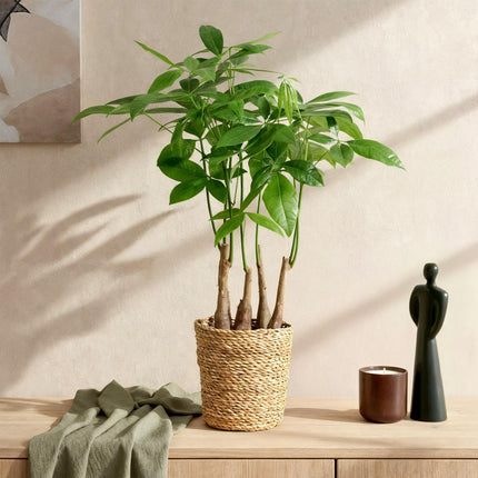 Pachira Aquatica de tallos múltiples - Árbol del dinero - ↕50-55cm - Ø17cm