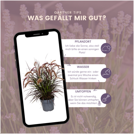 Pennisetum 'Tiny Tails' - Herbe aux écouvillons - ↕40-50cm - Ø19cm - 2x