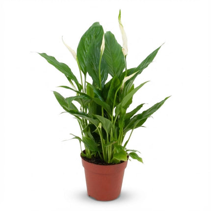 Spathiphyllum - Lys de la paix - ↕35-40cm - Ø12cm