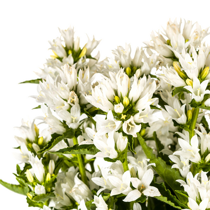 Campanula Glomerata Genti Bianca - ↕30-40cm - Ø19cm