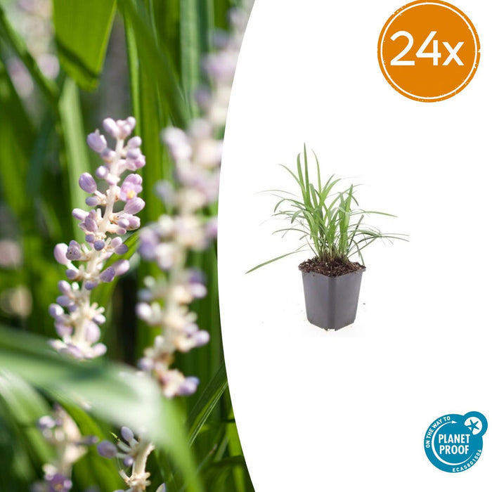 Liriope muscari 'Monroe White' - ↕10-25cm - Ø9cm - 24x