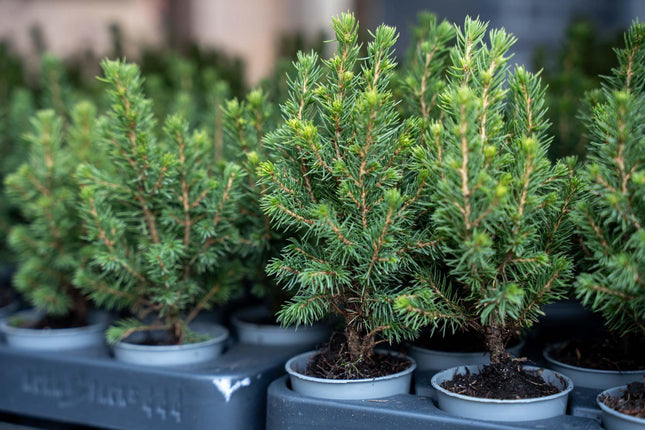 Mini-kerstboom - Picea Glauca Perfecta - ↕15-20cm - Ø6cm - 3x