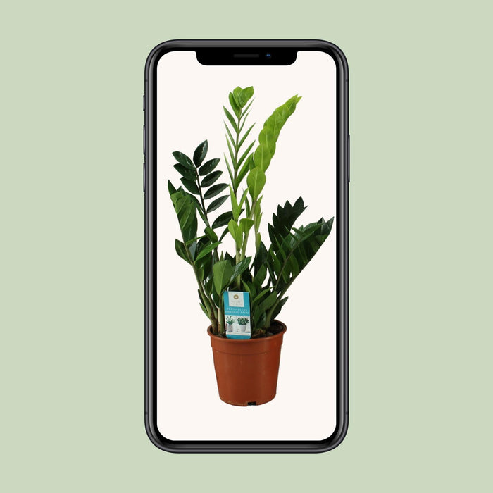 Zamioculcas Zamiifolia - ZZ Plant - ↕65cm - Ø17cm