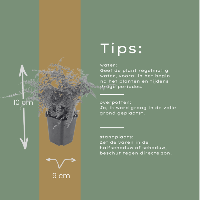 12x Polystichum set. 'Herrenhausen'- ↕10-25cm - Ø9cm