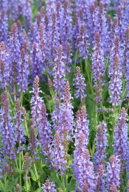 Salvia nemorosa 'Caradonna' - Bossalie - ↕10-25cm - Ø9cm - 60x