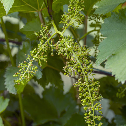 Vitis Vinifera 'Johanniter' - Białe winogrona - ↕45cm - Ø13cm
