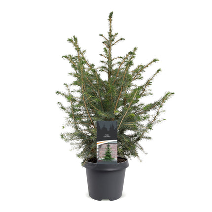 Picea omorika - Servische spar - Groen - Kerstboom - Ø23cm - ↕70cm