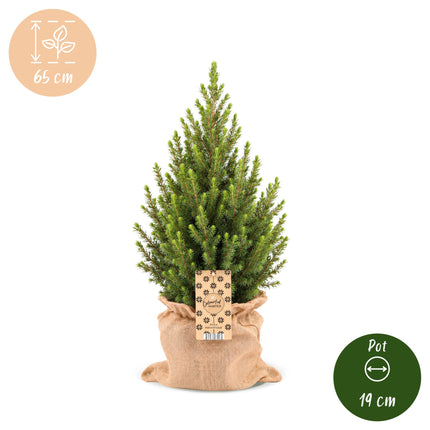 2x Picea glauca Conica - Kegelspar - Groen - Kerstboom - incl. jute zak - Ø19cm - ↕65cm