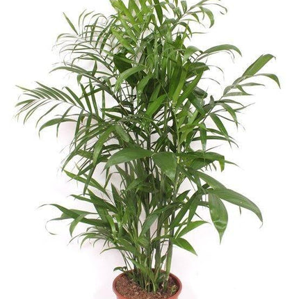 Chamaedorea Seifrizii - ↕130-140cm
