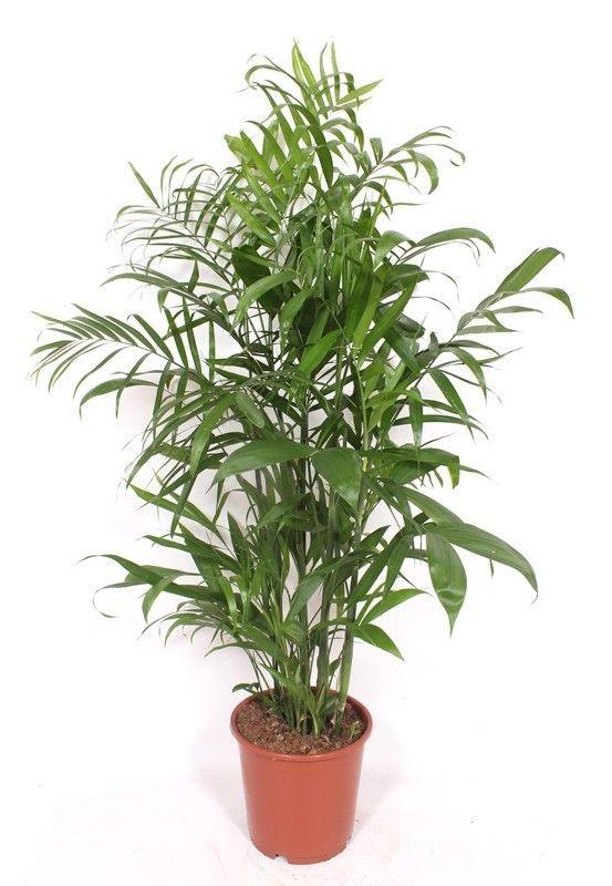 Chamaedorea Seifrizii - ↕130-140cm