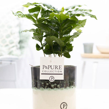 Coffea Arabica w ceramice P&PURE Illusion - ↕20cm - Ø12cm