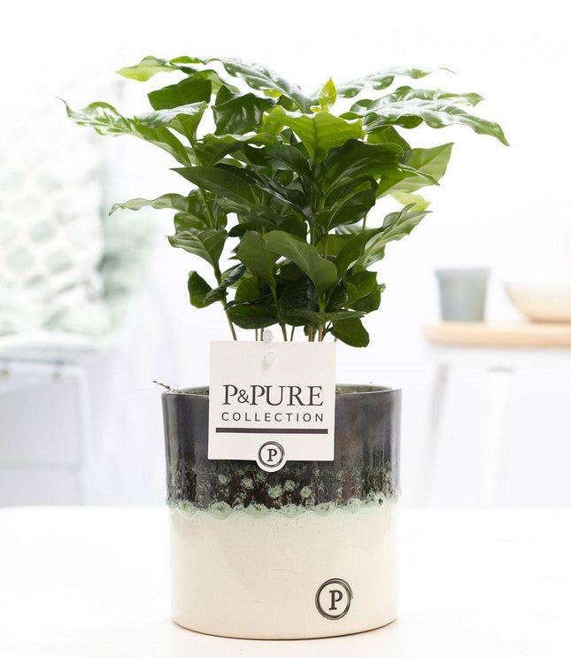 Café Arábica en cerámica P&PURE Illusion - ↕20cm - Ø12cm