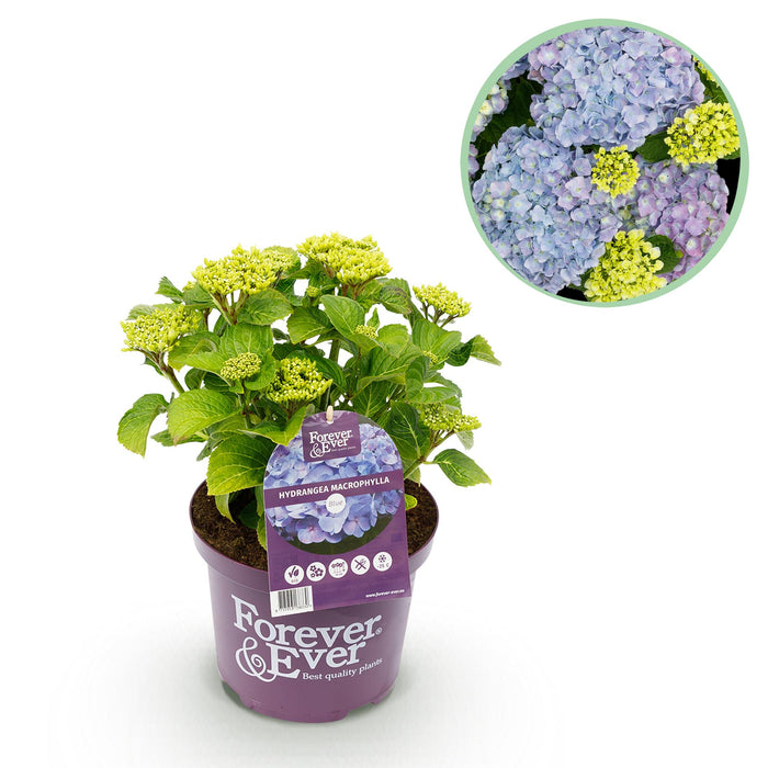 Terrasplant - Hortensia - Hydrangea Forever & Ever - Blauw - 7-12 Bloemen - Pot 23cm Hoogte 55cm