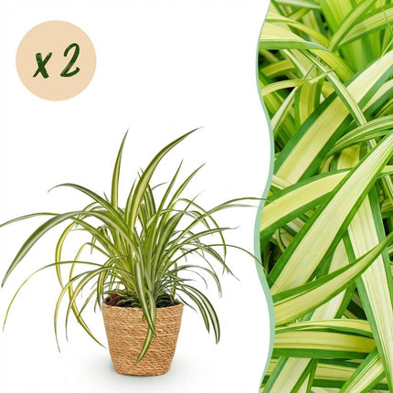 Chlorophytum comosum Variegatum - Variegated Grass Lily - with Basket - ↕20cm - Ø12cm - 2x