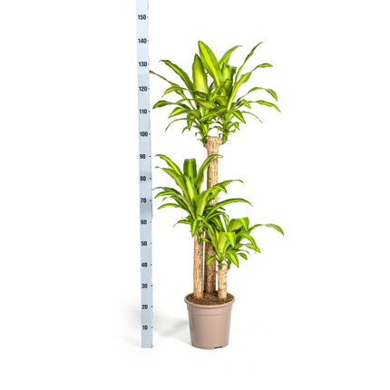Dracaena Fragrans Massangeana with basket - ↕130-150cm - Ø24cm