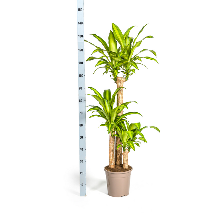 Dracaena Fragrans Massangeana met mand Ø24cm - ↕130 - 150cm