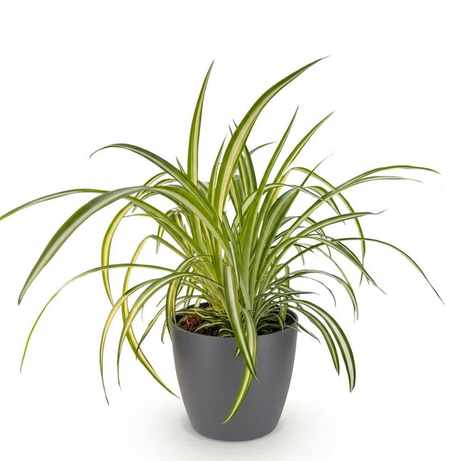 Chlorophytum comosum Variegatum - Bonte Graslelie - met grijze plantenpot - ↕20cm - Ø12cm