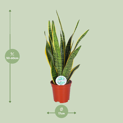 Sansevieria Trifasciata Laurentii - Snake Plant - ↕60cm - Ø17cm