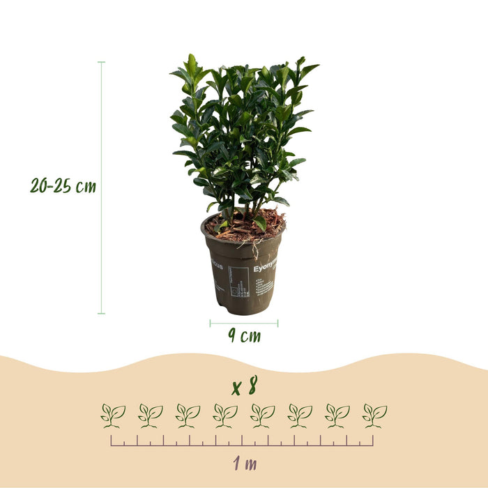 Haagplanten - Euonymus japonica Green Spire -  blad groen - 8 planten - 1 strekkende meter - groenblijvend - pot 9cm hoogte 20-25cm