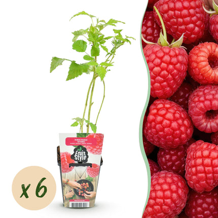 Raspberry - Rubus idaeus Ottawa - Red Raspberry - Ø9cm - 6x