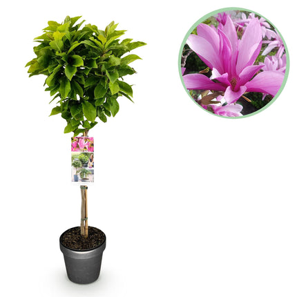 Magnolia Susan - Roze Bloem - ↕90cm - Ø19cm
