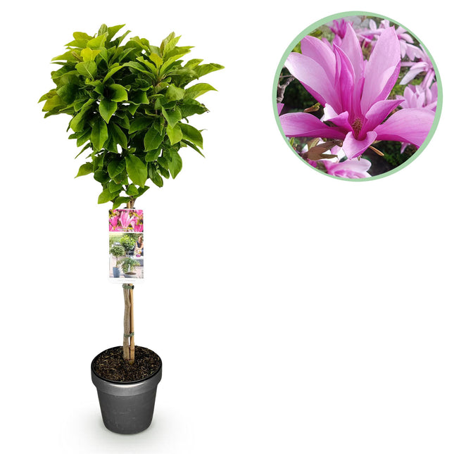 Magnolia Susan - Roze Bloem - ↕90cm - Ø19cm