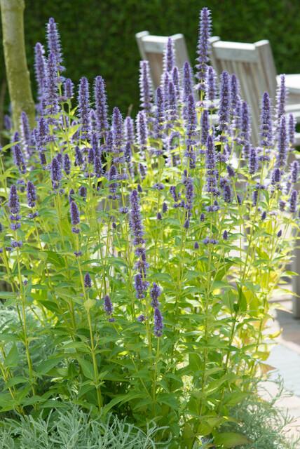 Agastache 'Black Adder' - Dropplant - ↕10-25cm - Ø9cm - 12x