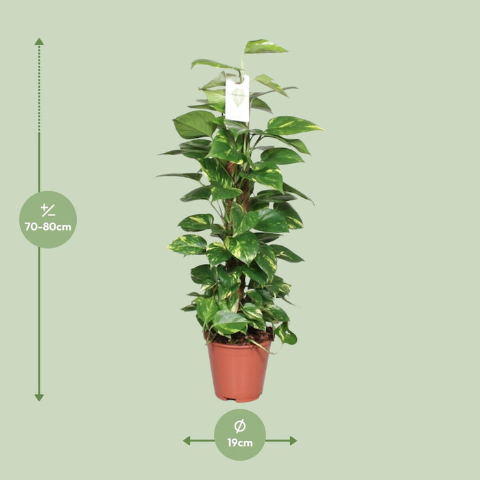 Epipremnum Pinnatum Mosstok - Scindapsus - ↕80cm - Ø19cm