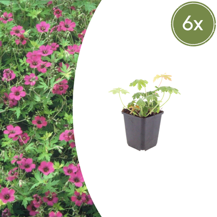 Geranium macrorrhizum 'Bevan's Variety' - Ooievaarsbek - ↕10-25cm - Ø9cm - 6x