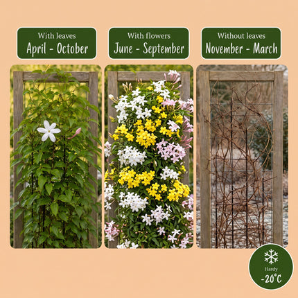 Jasminum Tricolour - Driekleurige jasmijn 9x - Geel - Wit - Roze - Klimplant - Ø9cm - ↕35cm
