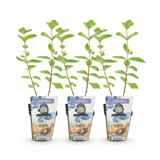 Honingbes - Lonicera caerulea Kamtschatica - Winterhard - 3 Planten - Pot  9 cm - Blauw  Bes