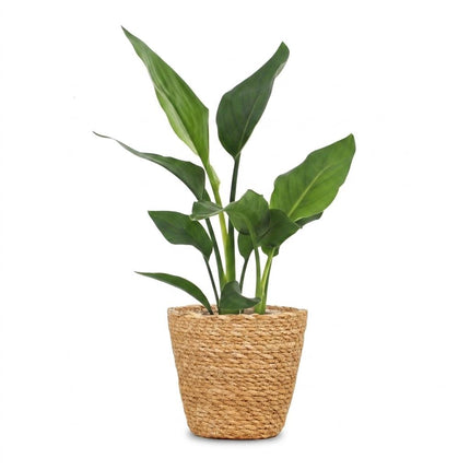 Strelitzia Reginea - Paradijsvogelplant - met Zeegras Mand - Pot 12cm - Hoogte 35cm
