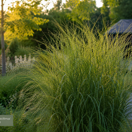 Miscanthus sinensis ‘Gracillimus’ – Chinees Prachtriet - Ø12cm - 6x
