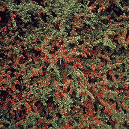 Cotoneaster horizontalis - Vlakke dwergmispel - ↕10-25cm - Ø9cm - 48x