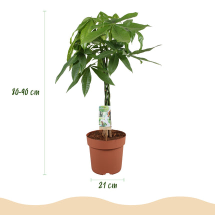 Pachira Aquatica braided trunk - Money tree - ↕80-90cm - Ø21cm