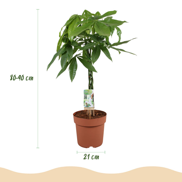 Pachira Aquatica gevlochten stam - Geldboom - ↕80-90cm - Ø21cm