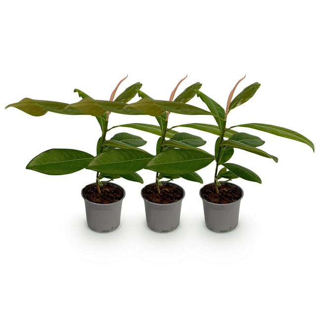 Magnolia grandiflora - Flower White - ↕30cm - Ø12cm - 3x