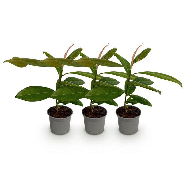 Magnolia grandiflora - Bloem Wit - 3 Planten - Bladhoudend - Weinig Onderhoud - Pot 12cm Hoogte 30cm
