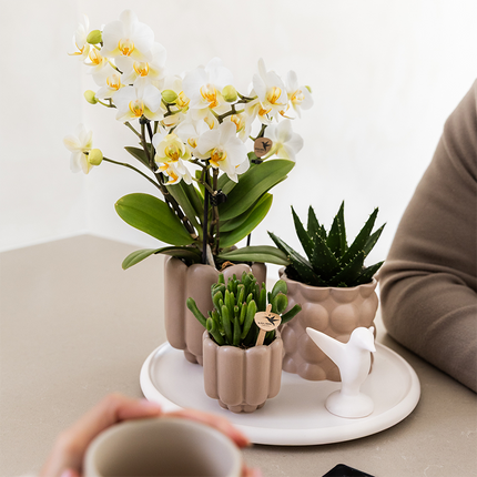 Gift Set Slow Living | Groene planten met witte Phalaenopsis orchidee Lausanne in keramieken sierpotten beige op wit dienblad
