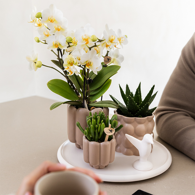 Gift Set Slow Living | Groene planten met witte Phalaenopsis orchidee Lausanne in keramieken sierpotten beige op wit dienblad