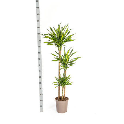 Dracaena Deremensis Rikki with basket - ↕130-150cm - Ø24cm