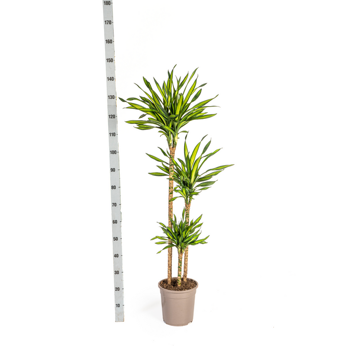 Dracaena Deremensis Rikki met mand Ø24cm - ↕130 - 150cm