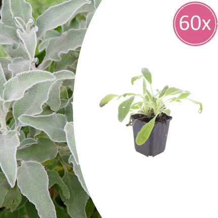 Stachys byzantina - Ezelsoor - ↕10-25cm - Ø9cm - 60x