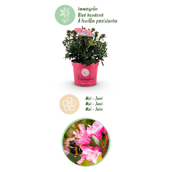 Dwerg Rhododendron - Rhododendron Bloombux Magenta - Bloeiende Buxus - Roze Bloem - ↕30-40cm - Ø17cm - 4x