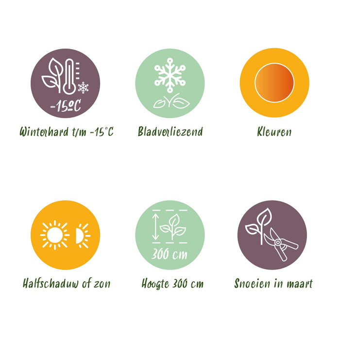 Japanse Esdoorn - Acer Palmatum Sangokaku - Groen - ↕35cm - Ø12cm