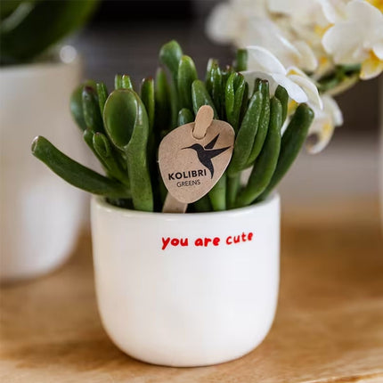 Kolibri Home | You Are Cute sierpot - Ø6cm