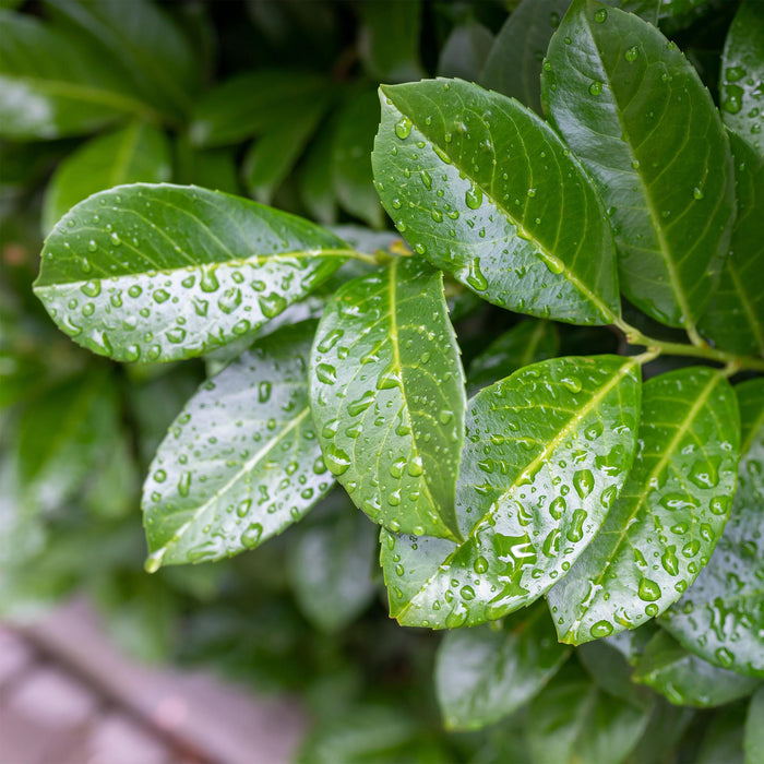 Tuinplant - Prunus lauroverasus Etna® - Plant op stam - Terras Plant - Bladhoudend - Weinig Onderhoud - Pot 19cm Hoogte 90cm