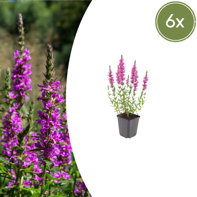 Salicaria grande - Lythrum salicaria - ↕10-25cm - Ø9cm - 6x